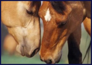 Kinesiology for horses